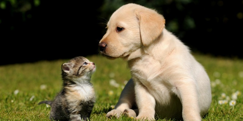 Hund spielt mit Katze auf Wiese