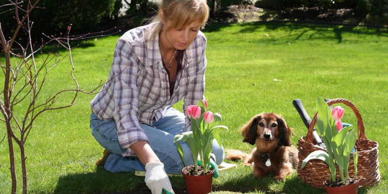 Hund draussen im Garten