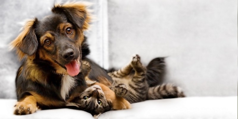 Hund sitzt gebrstet auf Sofa