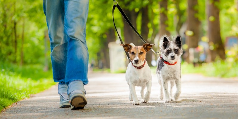 Frau mit Hunden unterwegs