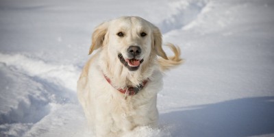 Hundekleidung - Schutz und Zierde