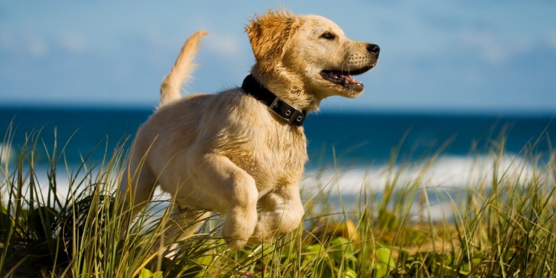 Hund im Wind am Meer