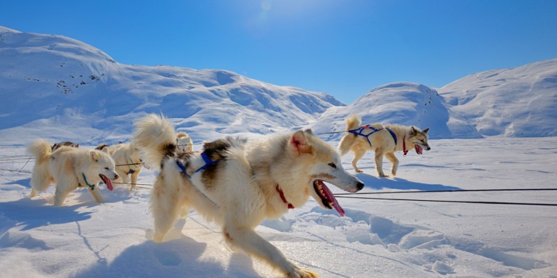 Hunde im Schnee und Natur