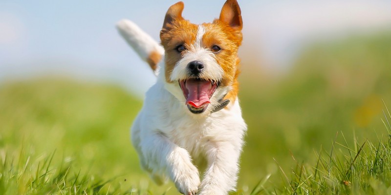 Hund beim Spielen draussen