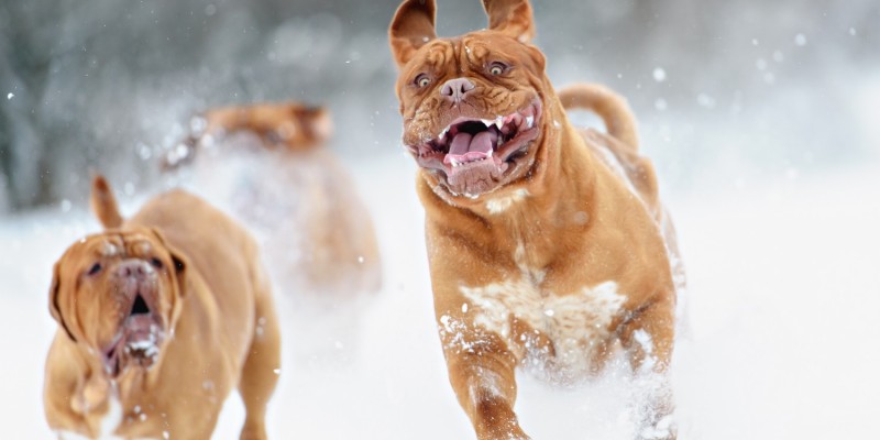 Hunde spielen im Schnee