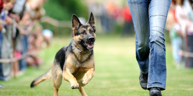 Hund beim Laufen - hat gefressen