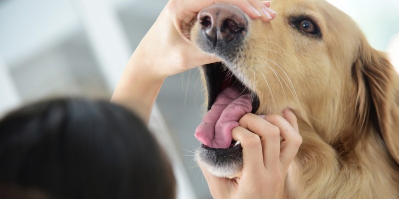 Zhne vom Hund wegen nach Fressen berprft