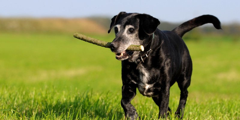 Hund mit Stock im Maul