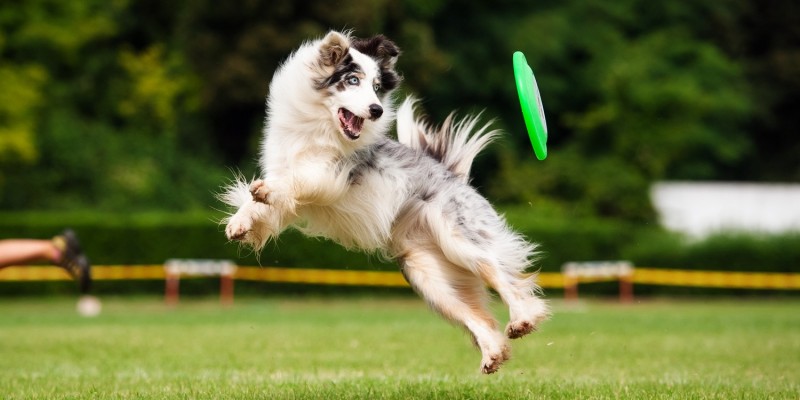 Hund springt auf Frisbee