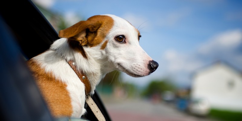 Hund auf Autofahrt