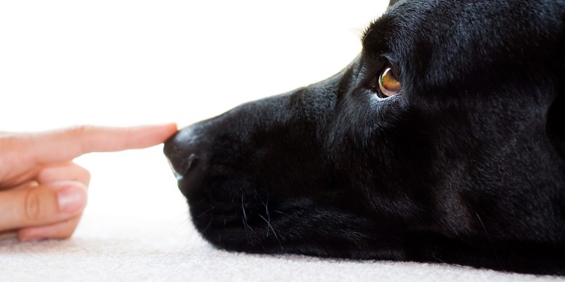 Lieber Hund im Haus