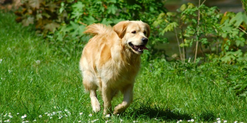 Hund luft in der Natur