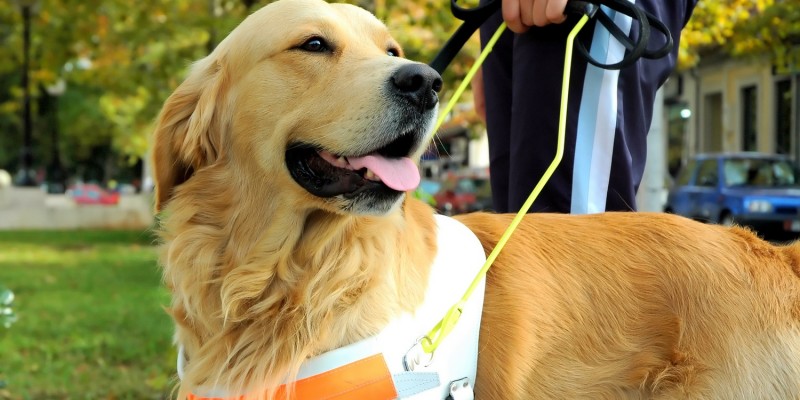 Hundegeschirr beim Blindenhund