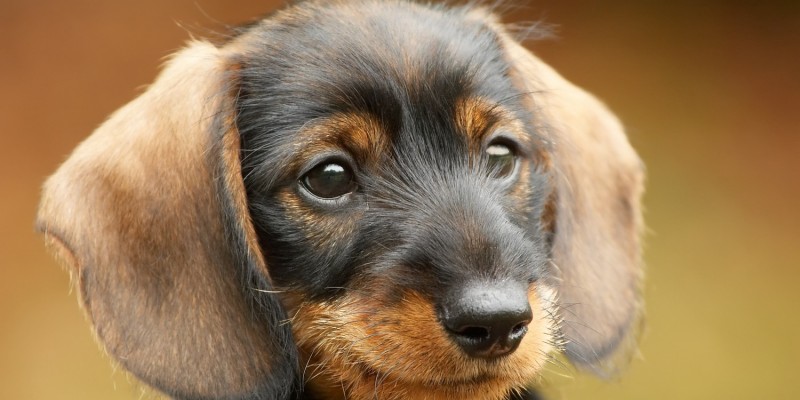 Hunde und das Fressen