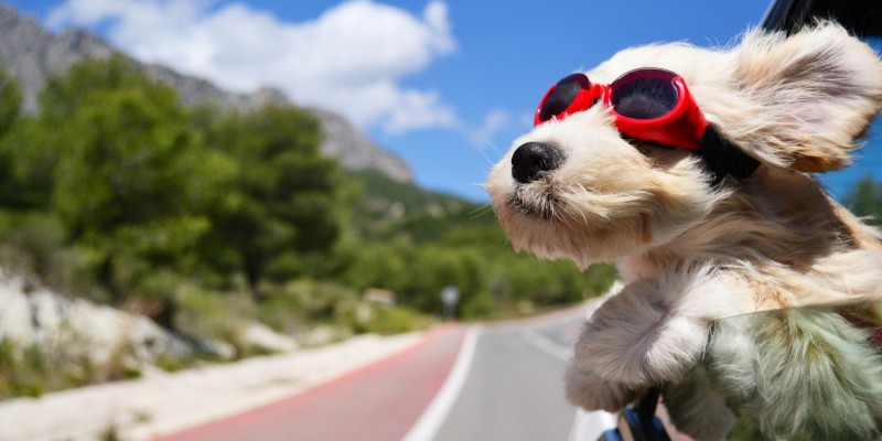 Hund guckt mit Sportbrille aus dem fahrenden Auto