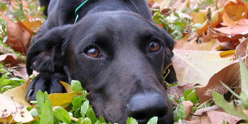 Labrador liegt im Herbstlaub