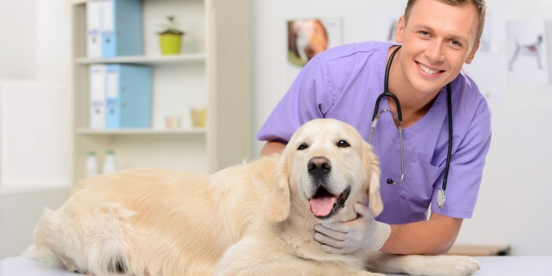 Hund beim Tierarzt